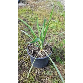 Yucca filamentosa