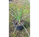 Yucca filamentosa