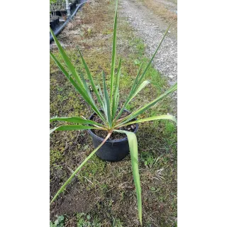 Yucca filamentosa