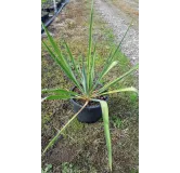 Yucca filamentosa