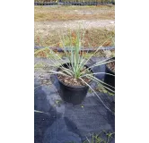 Yucca rostrata