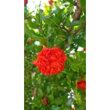 Punica granatum 'Pleniflora' / Grand grenadier Ã  fleurs