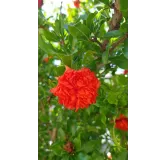 Punica granatum 'Pleniflora' / Grand grenadier Ã  fleurs