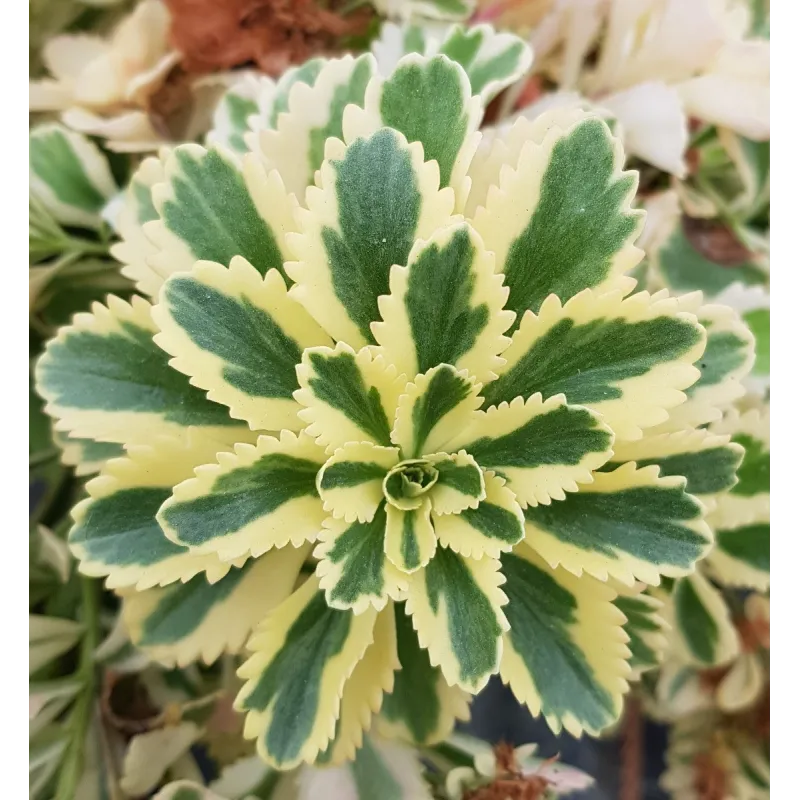 Sedum takesimense 'Atlantis'Â® / Orpin panachÃ© Ã  fleur jaune