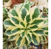 Sedum takesimense 'Atlantis'Â® / Orpin panachÃ© Ã  fleur jaune