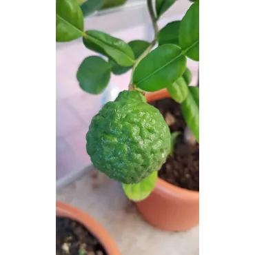 Citrus hystrix greffÃ© sur Volkameriana / Combava