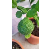 Citrus hystrix greffÃ© sur Volkameriana / Combava