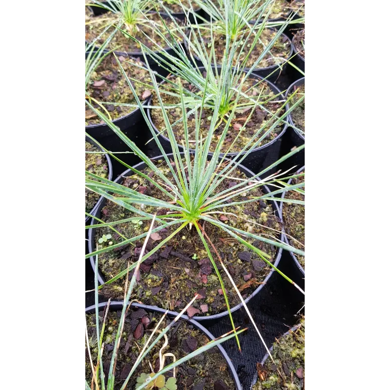 Yucca linearifolia 'Pendula'