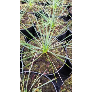 Yucca linearifolia 'Pendula'