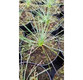 Yucca linearifolia 'Pendula'