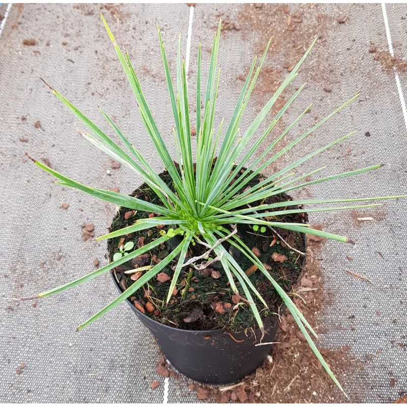 Yucca linearifolia 'GreenFin'