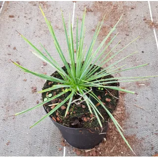 Yucca linearifolia 'GreenFin'