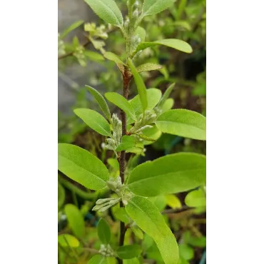 Elaeagnus umbellata PointillaÂ® 'Amoroso' / Chalef d'automne Ã  baies rouges