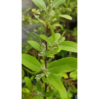 Elaeagnus umbellata PointillaÂ® 'Amoroso' / Chalef d'automne Ã  baies rouges