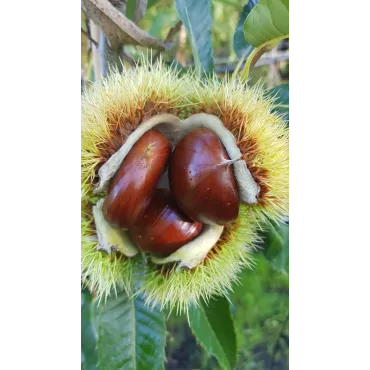 Castanea sativa 'Marsol' / ChÃ¢taignier Marsol (marron)