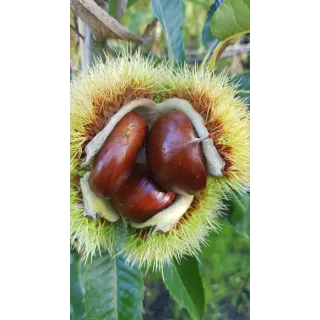 Castanea sativa 'Marsol' / ChÃ¢taignier Marsol (marron)