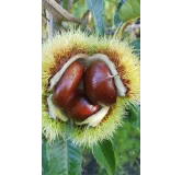 Castanea sativa 'Marsol' / ChÃ¢taignier Marsol (marron)