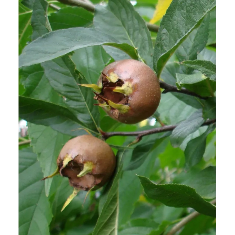 Mespilus germanica / NÃ©flier d'Allemagne