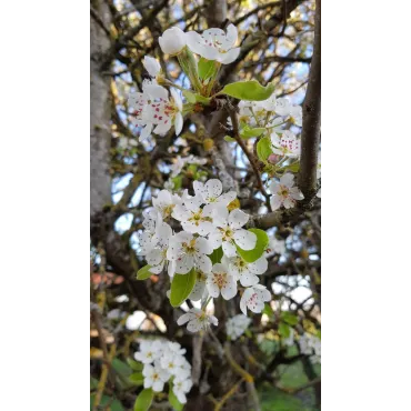 Pyrus communis (Semis) / Poirier commun