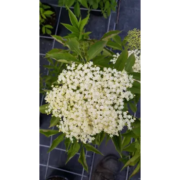 Sambucus nigra 'Haschberg' / Sureau noir Ã  gros fruits 'Haschberg'