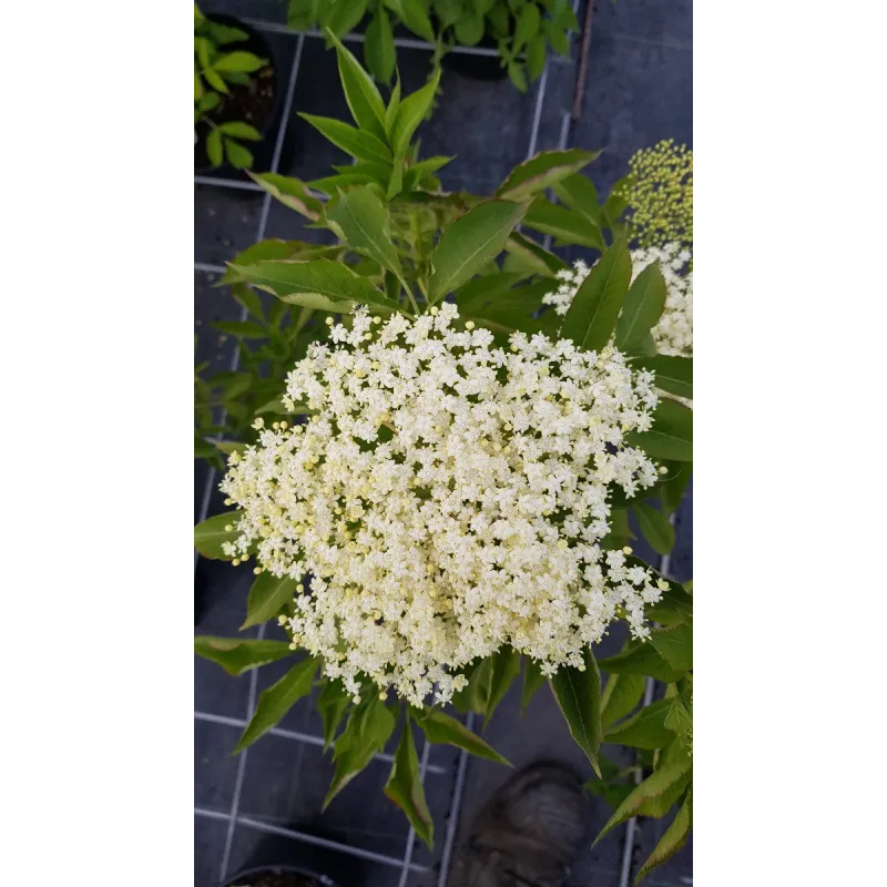 Sambucus nigra 'Haschberg' / Sureau noir Ã  gros fruits 'Haschberg'