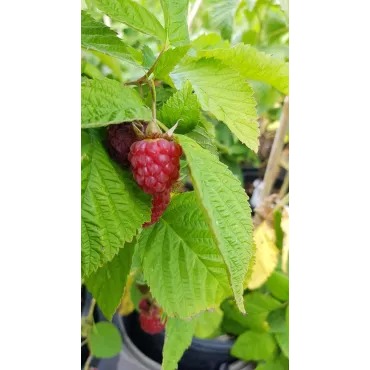 Rubus idaeus 'Zeva' / Framboisier 'Zeva' (Remontant)