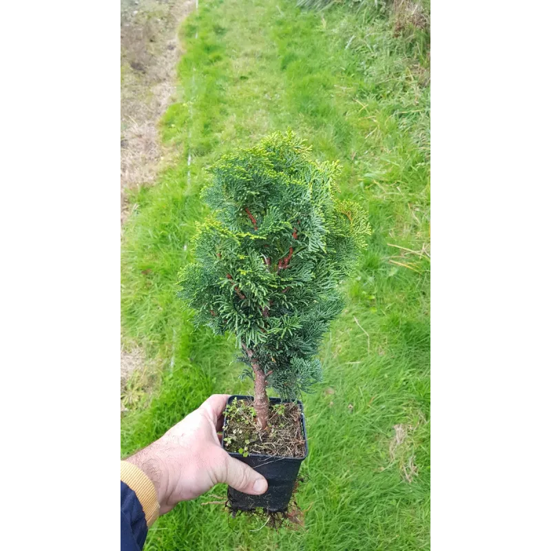 Chamaecyparis obtusa 'Nana Gracilis' / Faux cyprÃ¨s d'Hinoki