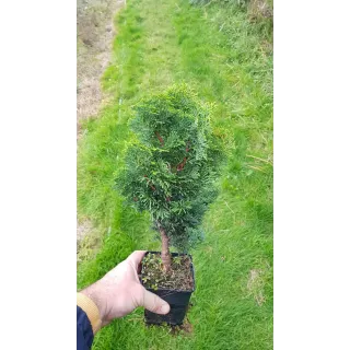 Chamaecyparis obtusa 'Nana Gracilis' / Faux cyprÃ¨s d'Hinoki