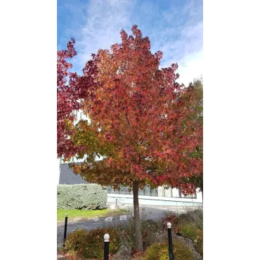 Liquidambar styraciflua / Copalme d'AmÃ©rique