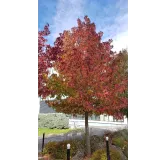 Liquidambar styraciflua / Copalme d'AmÃ©rique