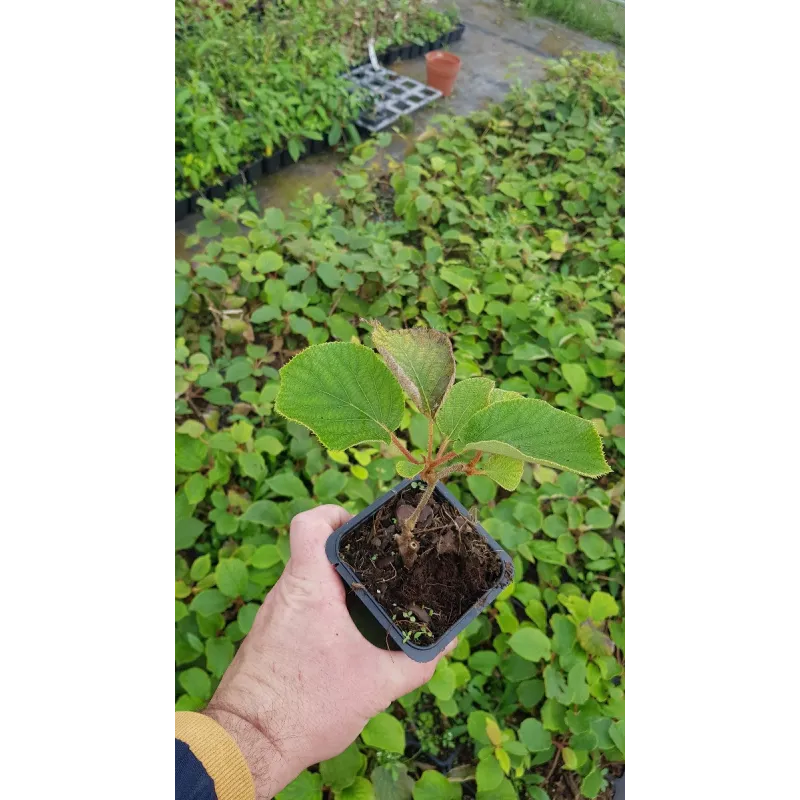 Actinidia deliciosa 'Tomuri' / Kiwi 'Tomuri' (MÃ¢le)