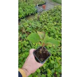 Actinidia deliciosa 'Tomuri' / Kiwi 'Tomuri' (MÃ¢le)