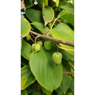 Actinidia arguta 'IssaÃ¯'/ KiwaÃ¯ 'IssaÃ¯' (Autofertile)