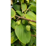 Actinidia arguta 'IssaÃ¯'/ KiwaÃ¯ 'IssaÃ¯' (Autofertile)