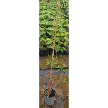 Actinidia arguta 'Chang Bai Giant' / KiwaÃ¯ 'Chang Bai Giant' (Femelle)