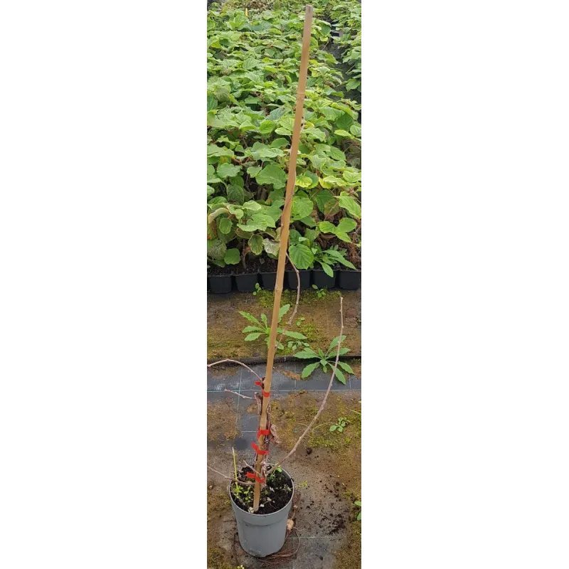 Actinidia arguta 'Chang Bai Giant' / KiwaÃ¯ 'Chang Bai Giant' (Femelle)