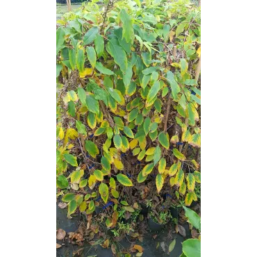 Actinidia arguta 'Fresh Jumbo' / KiwaÃ¯ 'Fresh Jumbo' (Femelle)