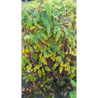 Actinidia arguta 'Fresh Jumbo' / KiwaÃ¯ 'Fresh Jumbo' (Femelle)