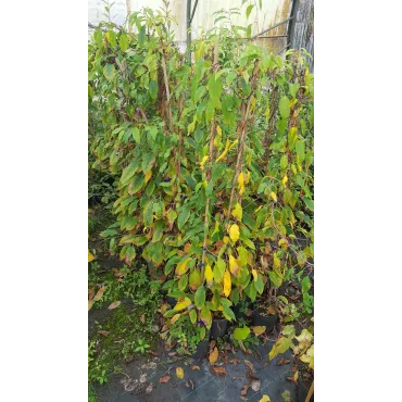 Actinidia arguta 'Ken's Red' / KiwaÃ¯ 'Ken's Red' (Femelle)