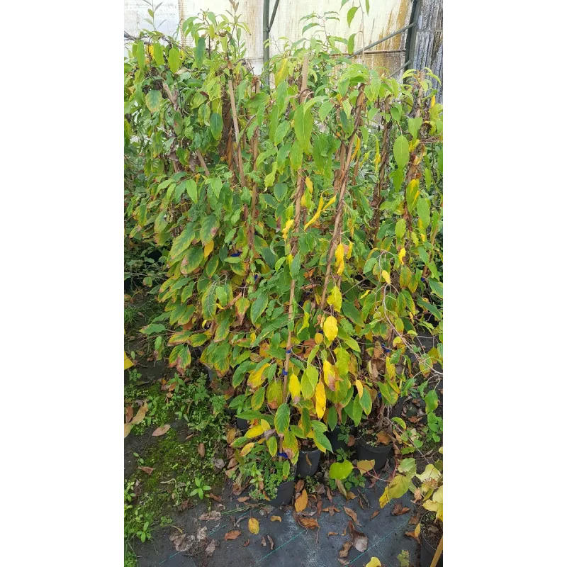 Actinidia arguta 'Ken's Red' / KiwaÃ¯ 'Ken's Red' (Femelle)