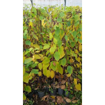 Actinidia arguta 'Rote Potsdamer' / KiwaÃ¯ 'Rote Potsdamer' (Femelle)