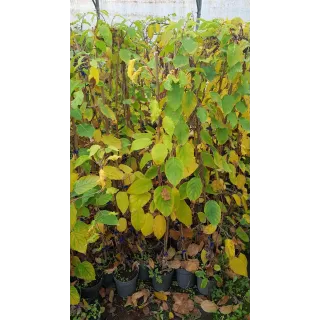 Actinidia arguta 'Rote Potsdamer' / KiwaÃ¯ 'Rote Potsdamer' (Femelle)