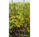 Actinidia arguta 'Rote Potsdamer' / KiwaÃ¯ 'Rote Potsdamer' (Femelle)