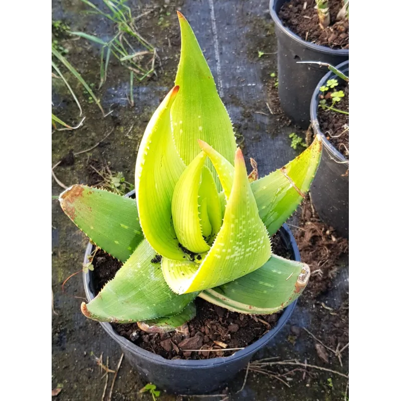 Aloe ukambensis 'Regal red' / Kenya Aloe