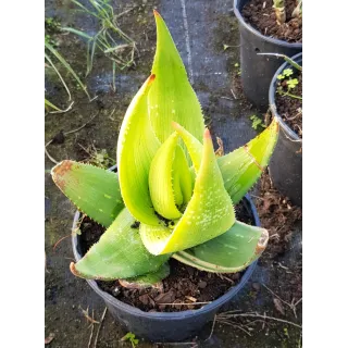 Aloe ukambensis 'Regal red' / Kenya Aloe