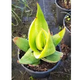 Aloe ukambensis 'Regal red' / Kenya Aloe