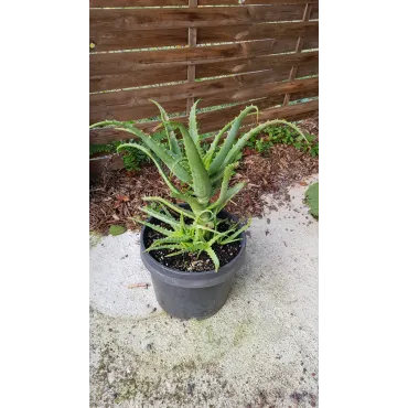 Aloe x spinosissima