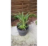 Aloe x spinosissima