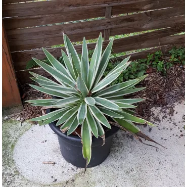 Agave angustifolia 'Marginata'