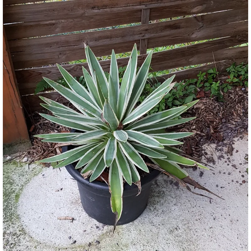 Agave angustifolia 'Marginata'